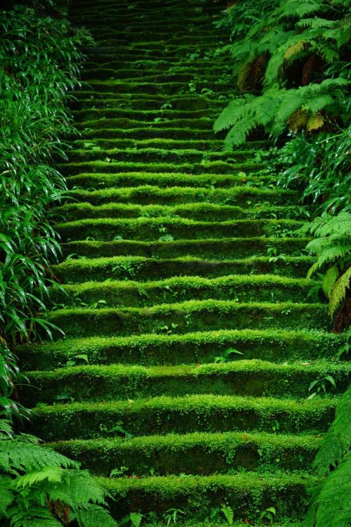 lifeisverybeautiful:Myoho-ji Temple, Kamakura, Japan