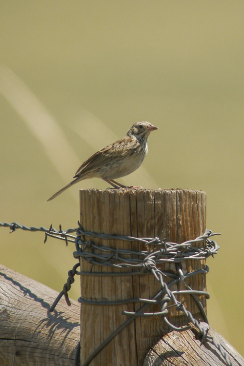 debunkshy:Vesper SparrowSoapstone Prairie, CO14 July 2018