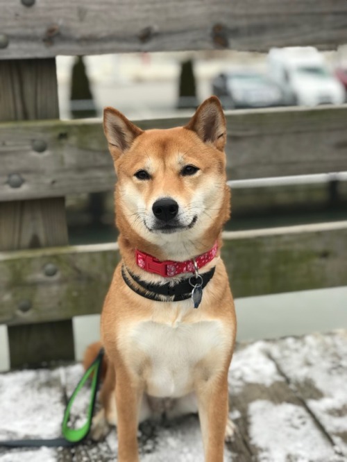 handsomedogs:Shiba Inu - NalaLong-haired Shepherd -...