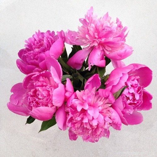 stop and smell the peonies tumblr stop and smell the peonies tumblr