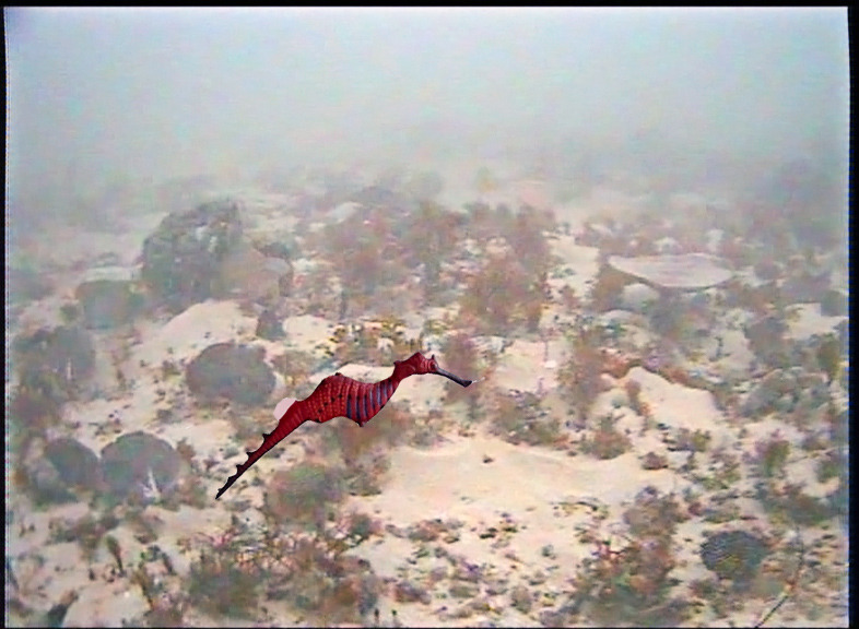 Hunt For The Ruby Seadragon
