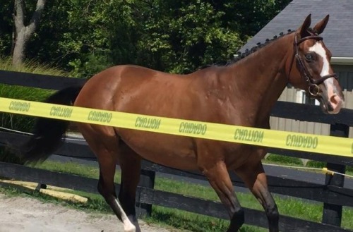 all-the-horses:Streaking GlimmerBlue Eyed Streaker x Northern...