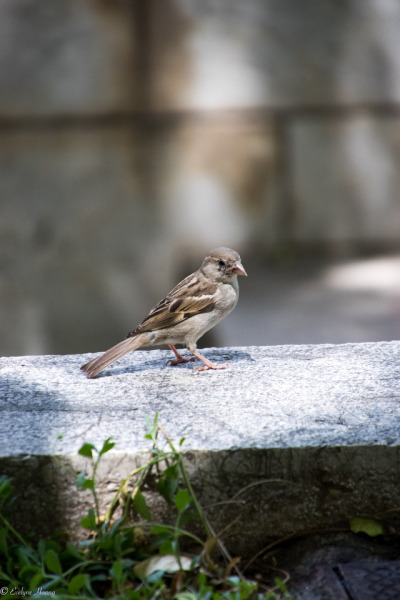 Petitoiseau Tumblr