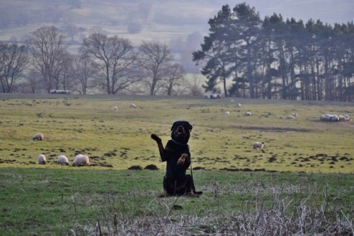 ollietherottweiler:My favourite pictures of Ollie in Yorkshire