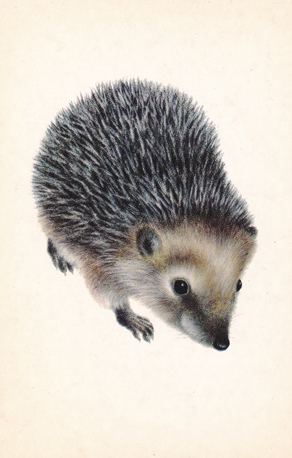 Vintage Soviet postcard (1978), hedgehog illustration by Alexey Isakov
Listed on Etsy: http://ift.tt/2r47lEz