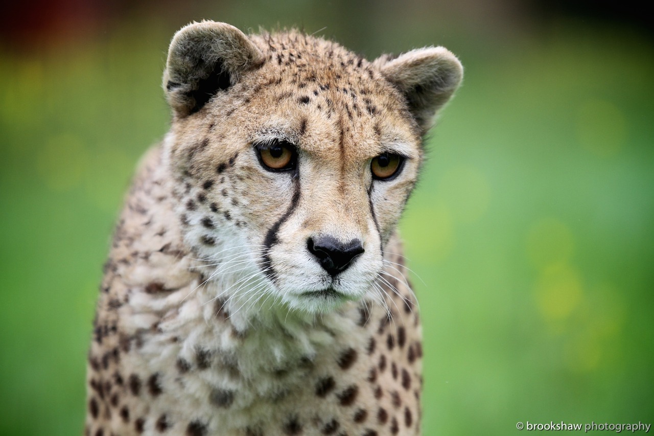 brookshaw photography — Mia, the gorgeous female cheetah at WHF Big Cat...