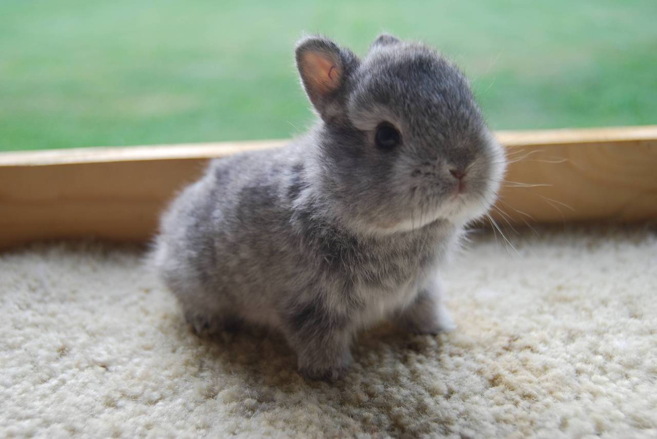 what are rabbit babies called what are rabbit babies called
