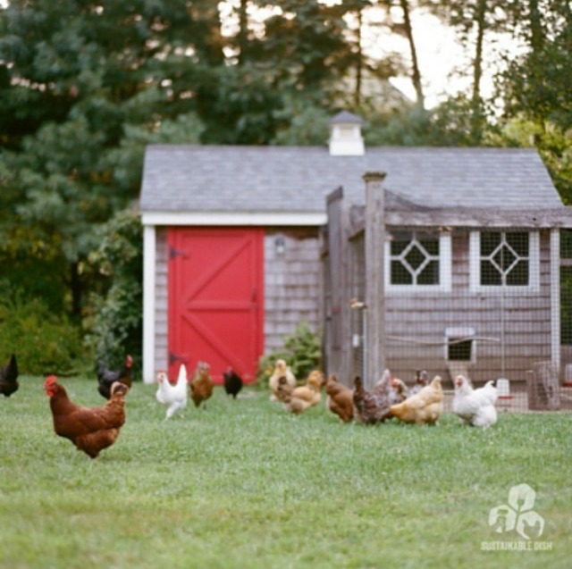  chicken coop on Tumblr