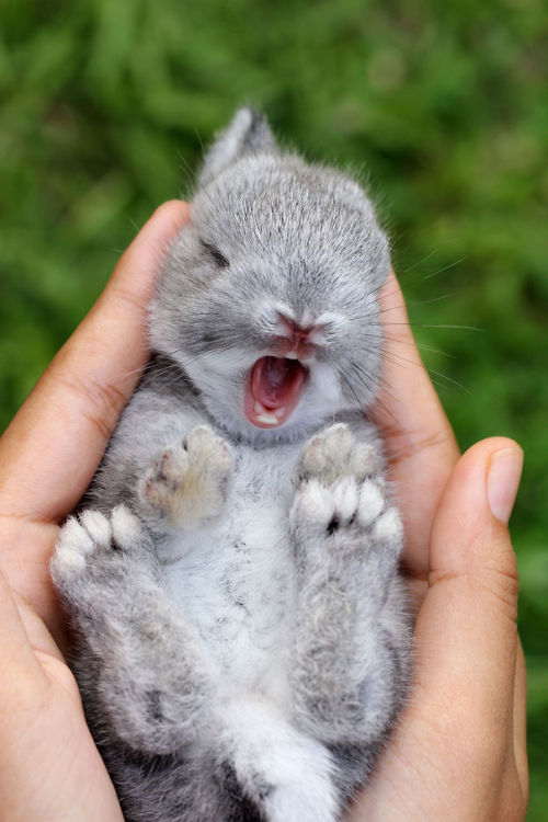 winters-beauty:lolawashere:awesome-picz:The Cutest Bunnies...