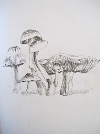 Mushroom Drawing Tumblr