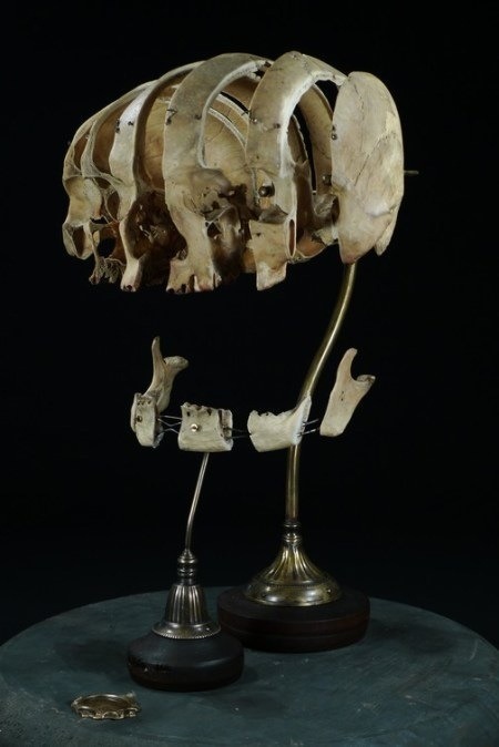 Jackdclxvi  Exploded And Dissected Skulls Beauchene Skull-5291