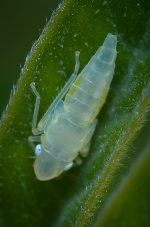 insects leafhopper photographers on tumblr original photography macro