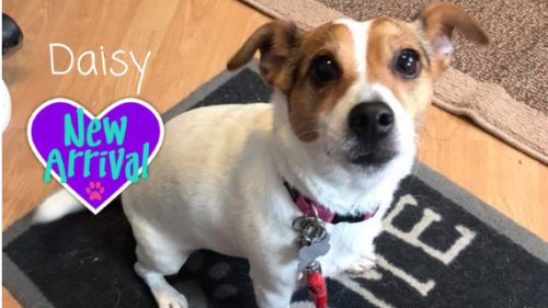 almosthome-dog:New arrival 3 year old #JackRussell Daisy 