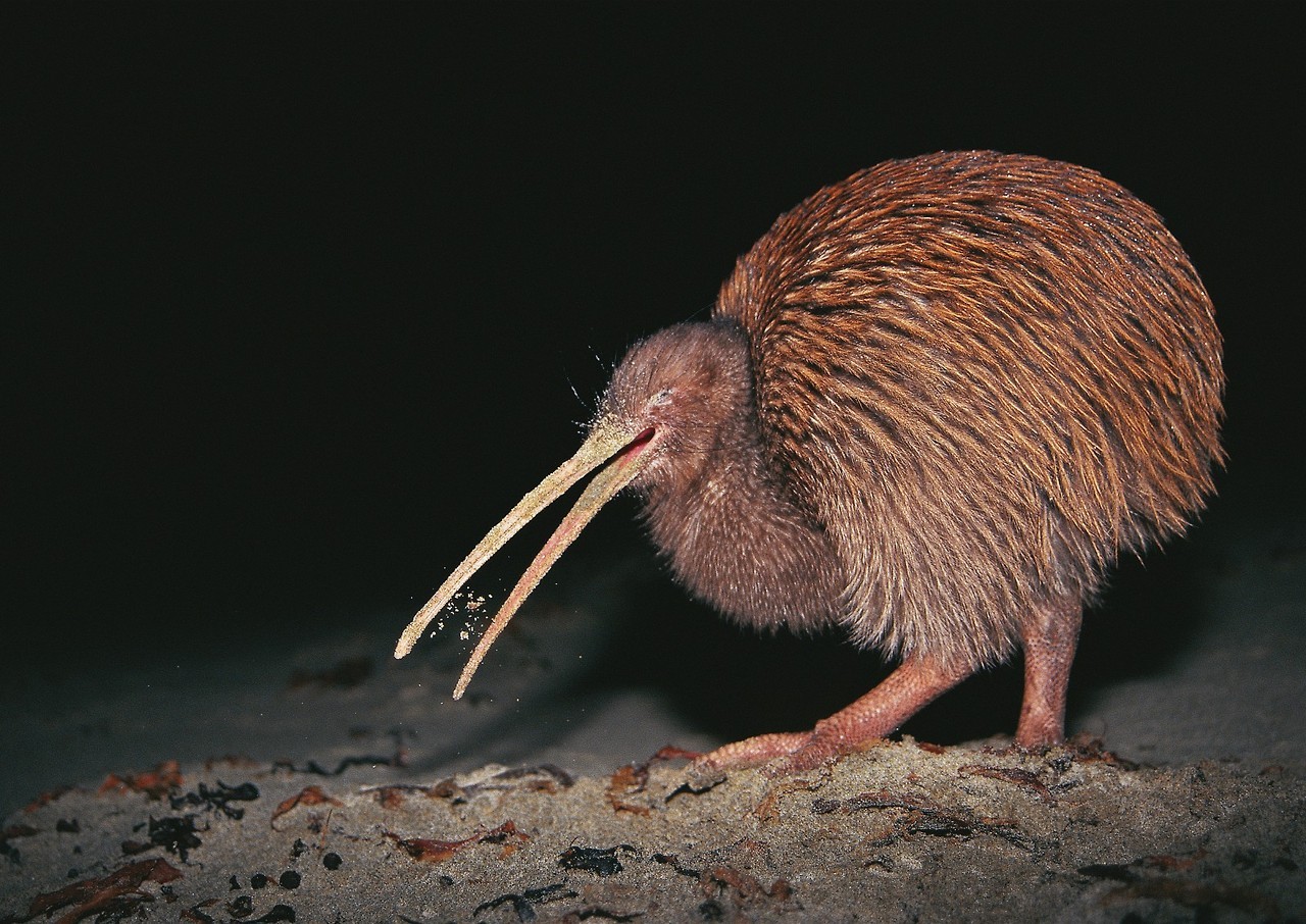 Don't Get Bit — Kiwi Kiwi or kiwis are flightless birds native to...