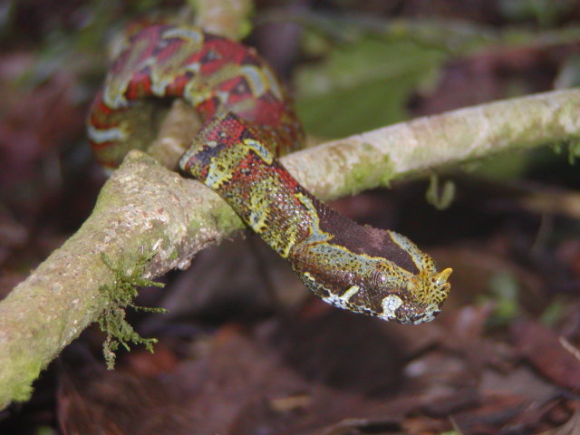 rhinoceros viper for sale