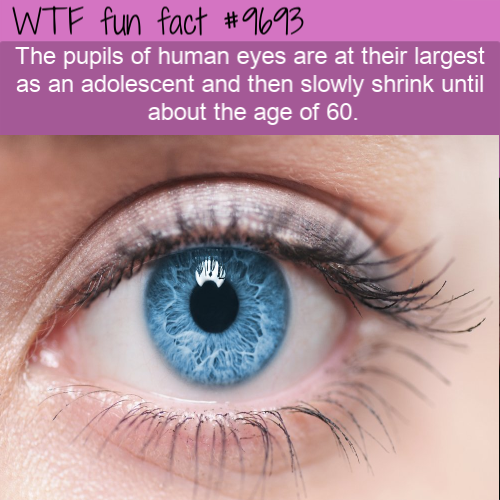 Fact Of The Day-Friday April 12th 2019 Tumblr_ppstjre0jO1roqv59o1_500