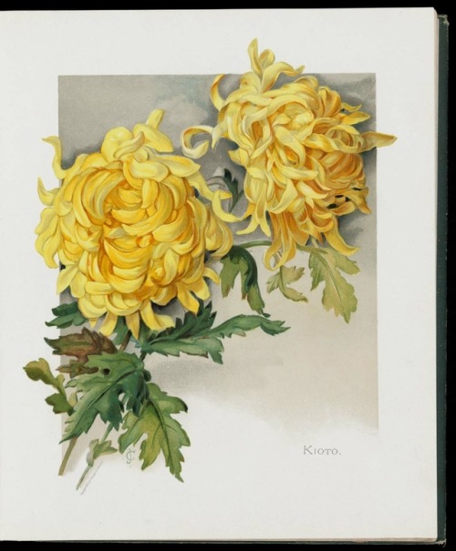 heaveninawildflower:Illustrations of Chrysanthemums taken from...