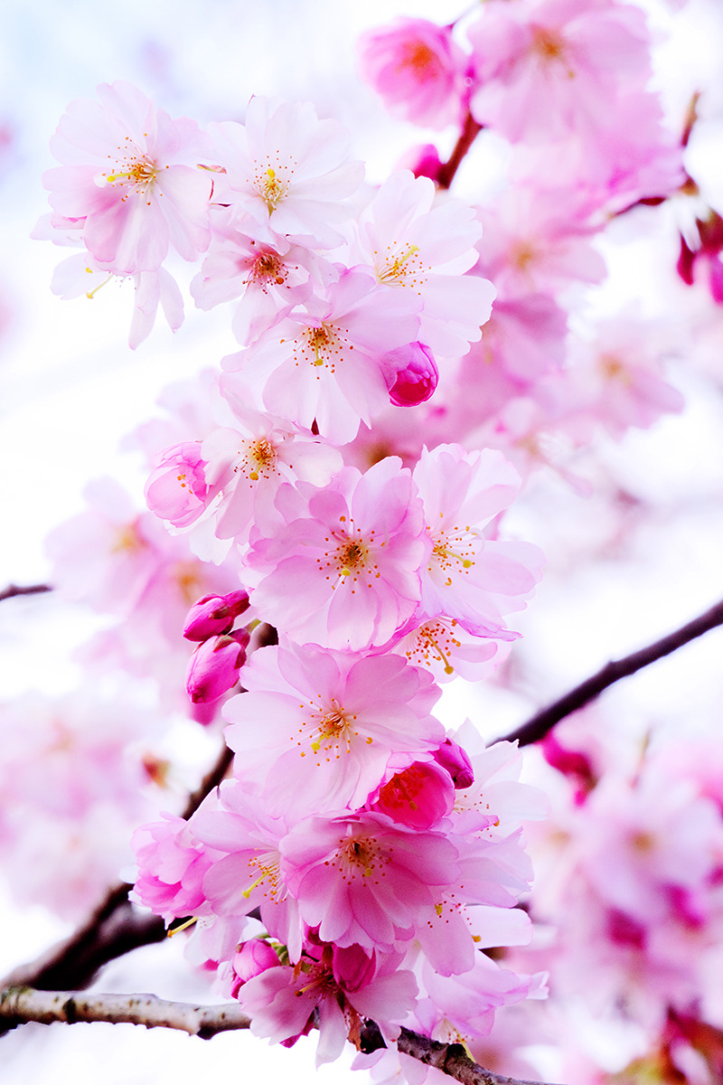 Drxgonfly, banshy: Cherry Blossoms | Michael Katzer