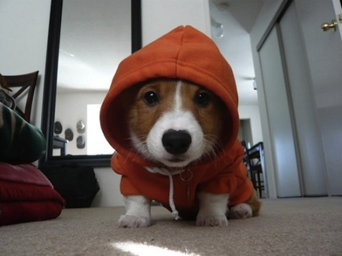 tastefullyoffensive:Animals Wearing HoodiesPreviously: Animals...