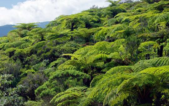 Biodiversité : le taux d'extinction des plantes est alarmant