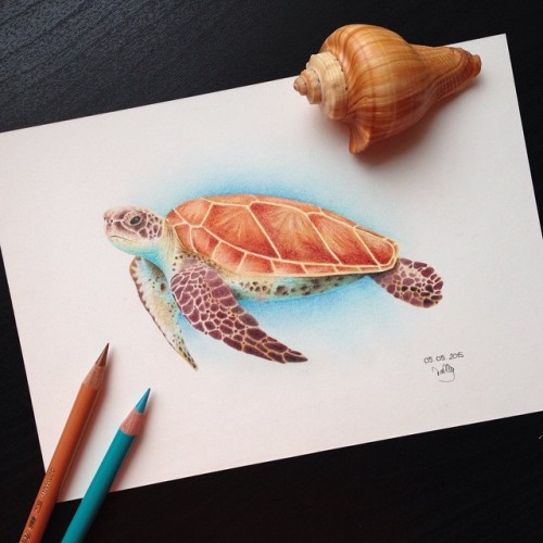 green sea turtle on Tumblr