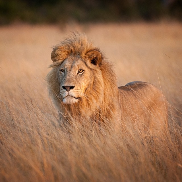 rumpletum lion