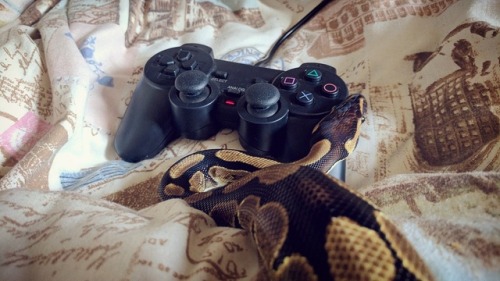 awildlolyappeared snake ball python playstation PS2 cute pet snake love gaming video games gamer lesbian lgbtq genderfluid androgynous