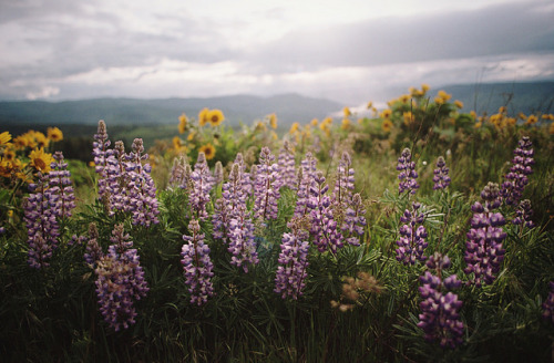 petalier:the brief bloom of a wildflower by manyfires on Flickr.