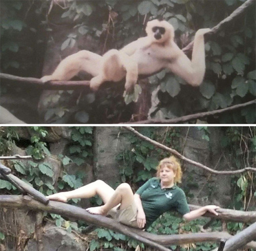 cockyhorror:catsbeaversandducks:What Happens When Zookeepers...