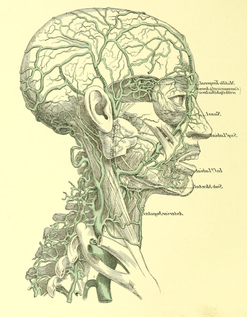 nemfrog:“External veins of the head and neck.” Harrison...