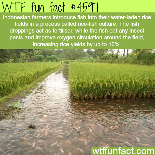 Ricefish culture in Indonesia WTF fun facts Ricefish culture in Indonesia WTF fun facts