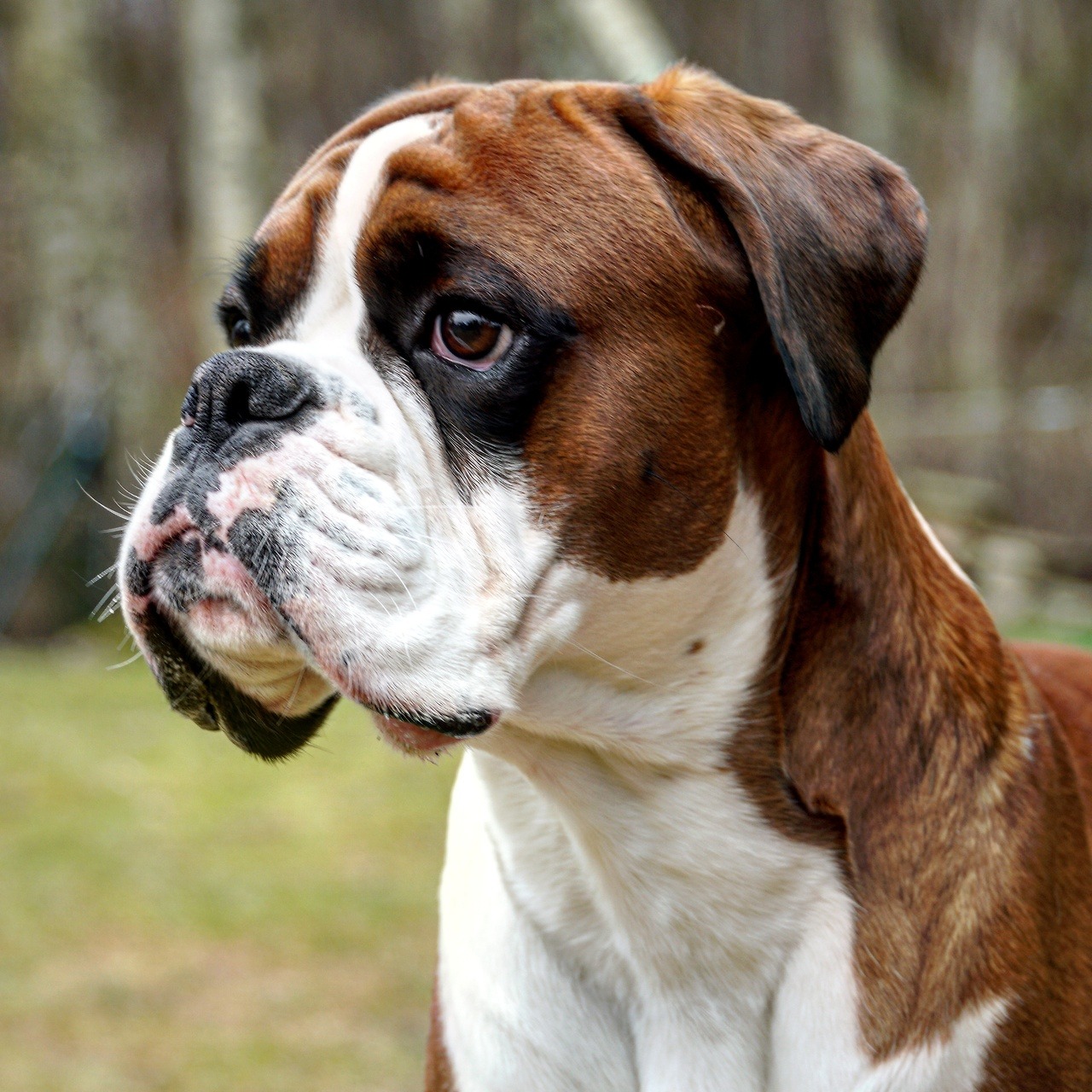 Boxer dog Rex — Www.BoxerRex.com