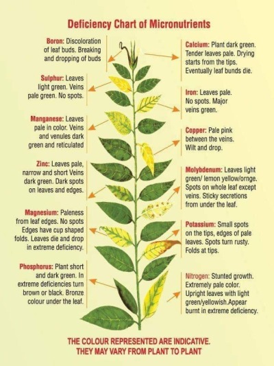 The location on the plant matters too! They aren’t just using upper and lower leaves at random.<br /><br />Some nutrients are mobile. That means the plant can move then around inside the plant. Mobile nutrient deficiencies tend to manifest in the lower leaves, because the plant will redirect them from old growth to new growth.<br /><br />Some nutrients are immobile. Once a plant takes them up and uses them, putting them in place, thats where they stay. Immobile nutrient deficiencies tend to manifest in the new growth, because the plants cant use the nutrients locked up in old growth.<br /><br />Also, depending on the plant, over watering can cause root issues which can manifest in all kinds of symptoms.