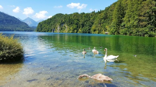 Schwangau - Germany ; August 2016