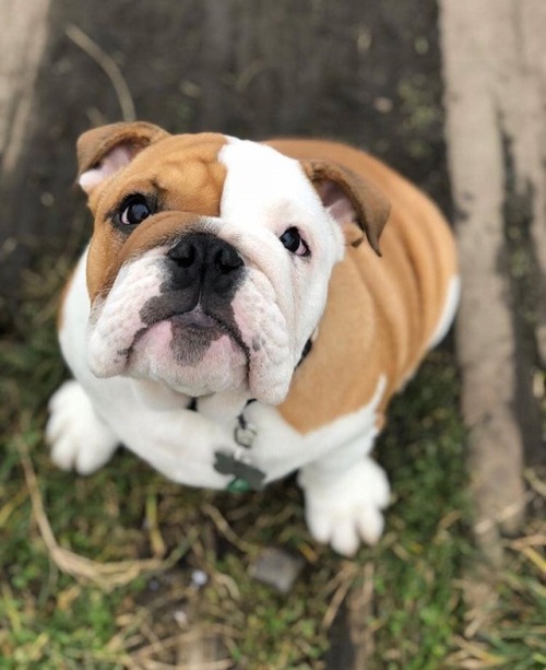 ilovebulldogs:Things are looking up 。。。Love Bulldogs