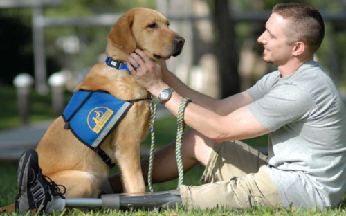 bossyheifer:September is National Service Dog Awareness...