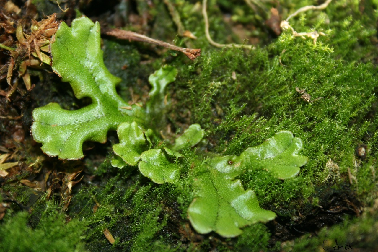 sublime biodiversity — Liverworts in a bed of moss Liverworts and moss...