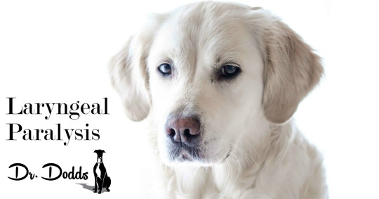 Laryngeal Paralysis in Dogs | Jean Dodds, DVM