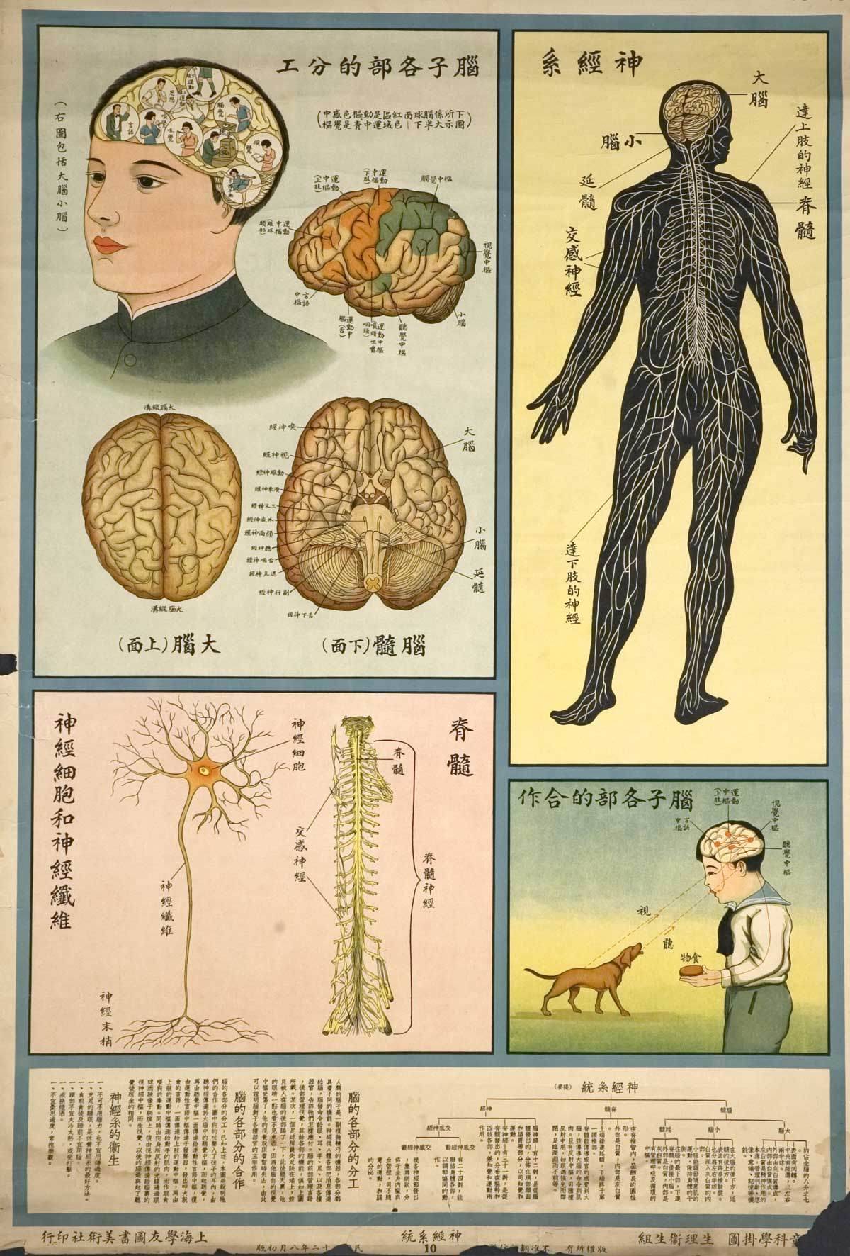 Anatomy Lesson