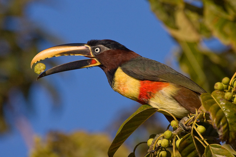 Escuela de Animales Tucanes de Misiones Entre las muchas aves que...