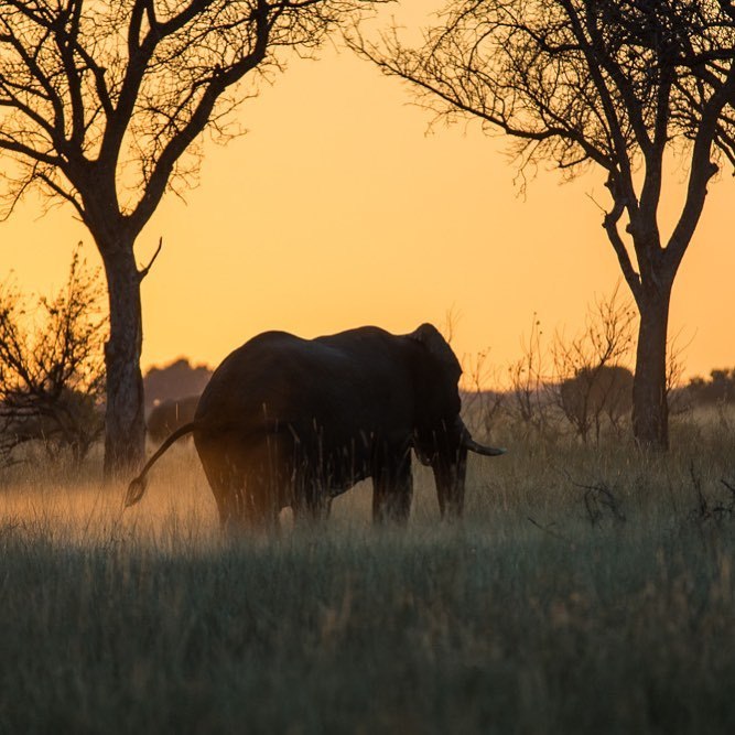 <p>The warm dry evenings of Spring in the Okavango Delta are perfect for enjoying sundowner drinks and watching majestic bull elephants quietly lumber in for their evening drink.<br/>
.<br/>
.<br/>
.<br/>
#365experientialdays<br/>
#experientialtravel <br/>
#experientialphotography<br/>
#365 <br/>
#botswana <br/>
#okavango <br/>
#okavangodelta <br/>
#elephant<br/>
#sundowner <br/>
#sundown <br/>
#sunset <br/>
#idyll <br/>
#idyllic <br/>
<a href="https://www.instagram.com/p/Bpp57mOhGAQ/?utm_source=ig_tumblr_share&igshid=ugsd6y448ppf" target="_blank">https://www.instagram.com/p/Bpp57mOhGAQ/?utm_source=ig_tumblr_share&igshid=ugsd6y448ppf</a></p>