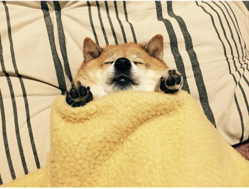 kyojin-senpai:Tucking your dog in at night like