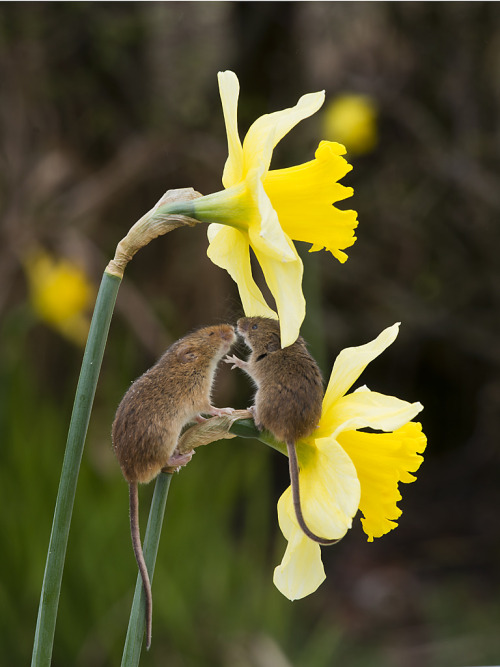 mouse daffodil springtime