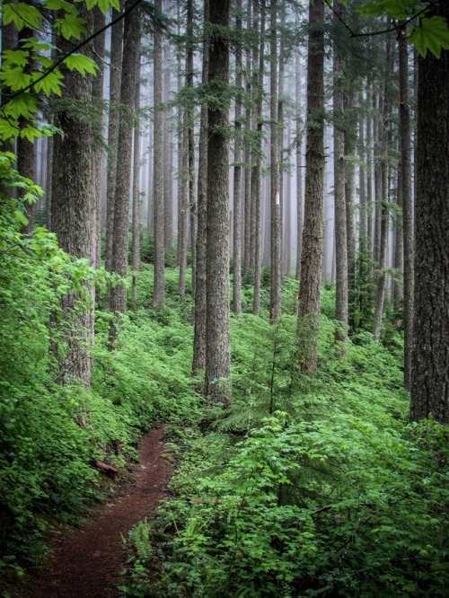 Marys Peak Trail - Benton County, Oregon- June 2008