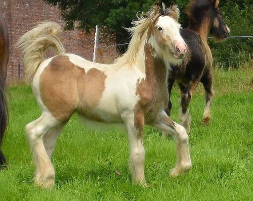 Les Légendes Celtiques - Elevage d'Irish Cob