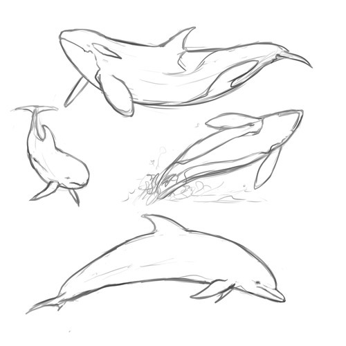 The Lonely Whale — Got any tips on how to draw cetaceans?