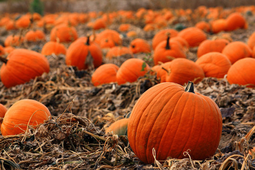 enchanting-autumn:Pumpkin patch 8 by Lee Ann L. on Flickr.