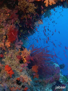 tumblr_mya9eojhNm1s59yrco1_250.gif