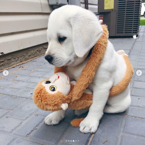 babyanimalgifs:Puppies with their stuffies!