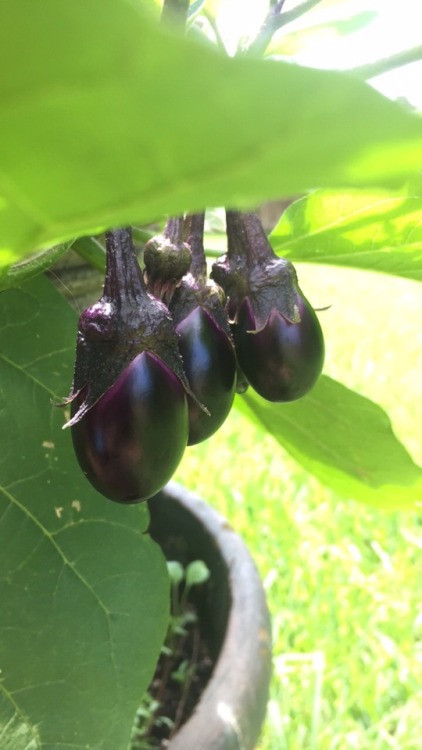 suedesatan:eggplants are growing.